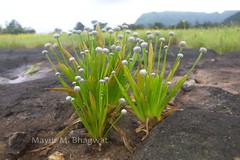 Eriocaulon eurypeplon